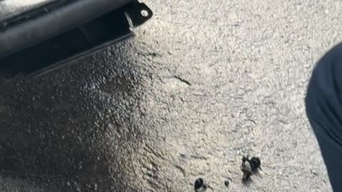 Man Gently Rescues Owl Stuck in SUV Grill