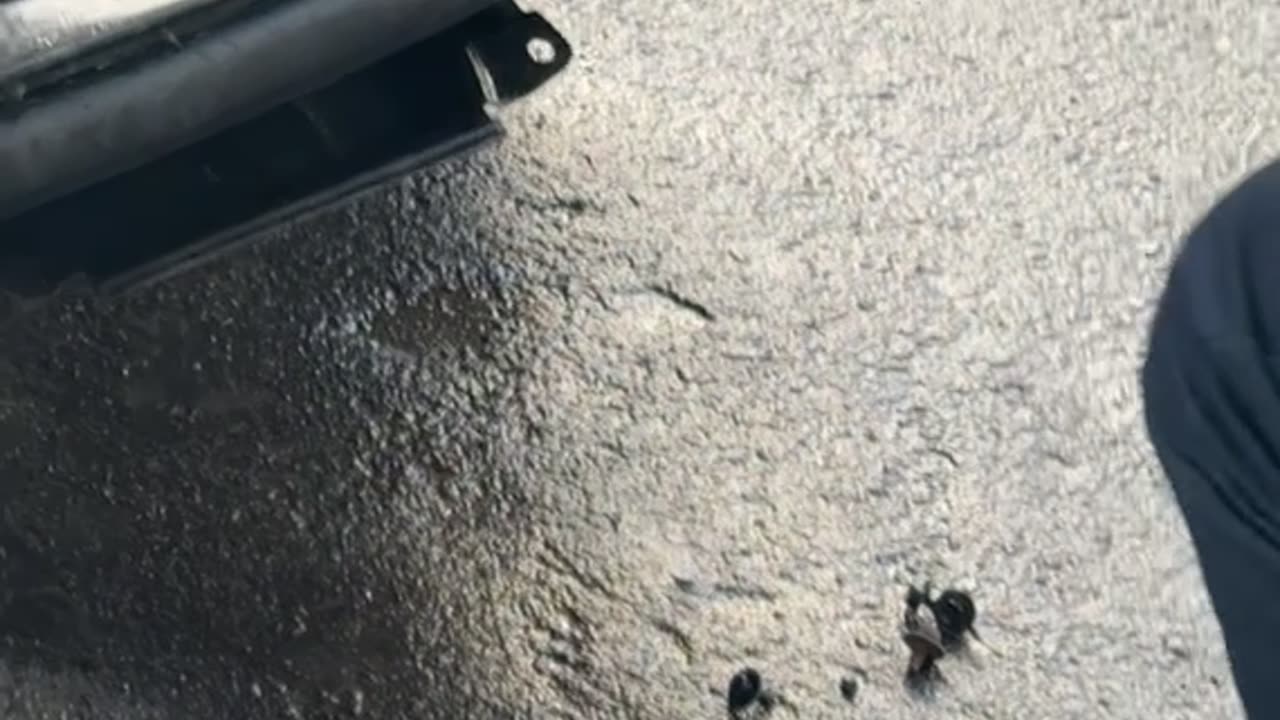 Man Gently Rescues Owl Stuck in SUV Grill