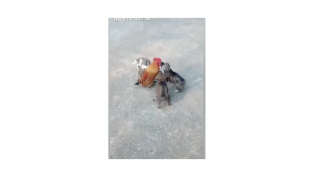 dog vs chicken fighting pt 4