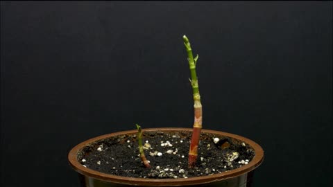 ales_Nikolai--Fallopian_Japonica_growing_time lapse