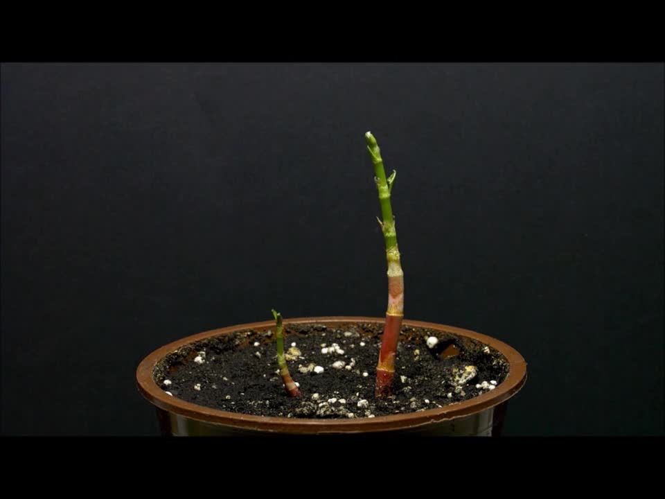 ales_Nikolai--Fallopian_Japonica_growing_time lapse