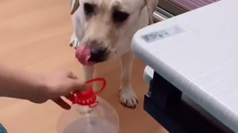 Funny dog video **must see this**