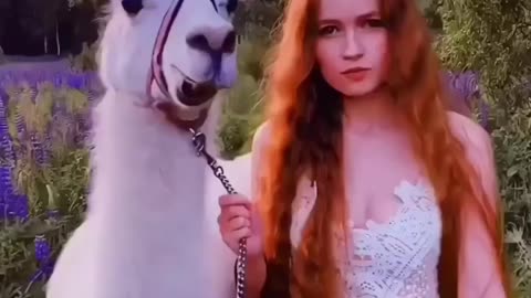 The beautiful alpaca