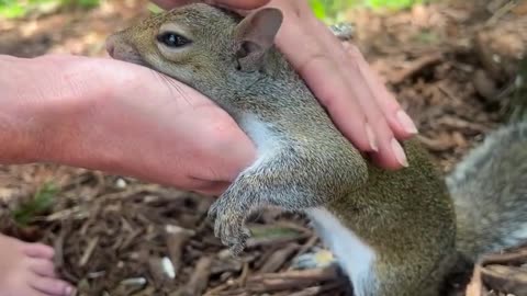 Romeo the Squirrel Loves Being Held While Eating and Being Pet