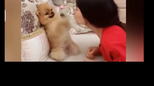 funny pets smille