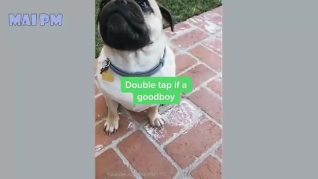 Dog funny video