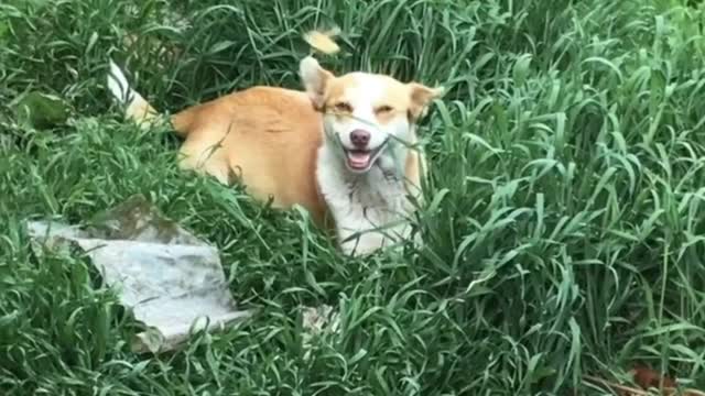 Happy smiling dog