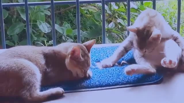 Cat Funny Dubbing🤣🤣 | Animals Fun Dub | Funniest Cats Don't Try to Hold Back Laughter 😹