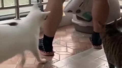 funny cat and wonderful