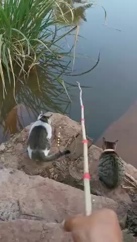 Gone fishing... with cats!