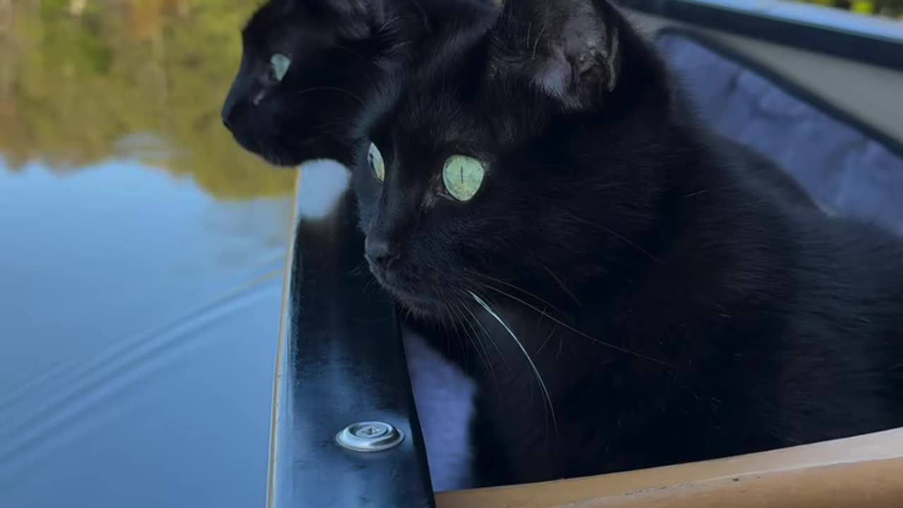 Happy Feline Thursday! 🎉 The quiet yet colorful beauty of fall! 🍂🧡🍁 Captain Ledges and Captain Coal