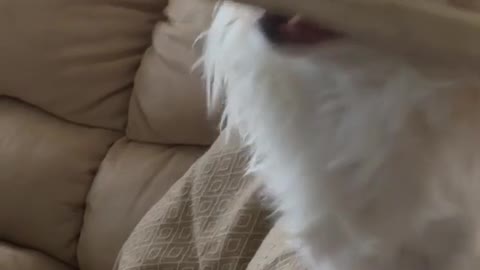 White dog growling while holding bone