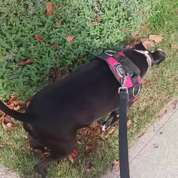 Shadow my neighbors dog