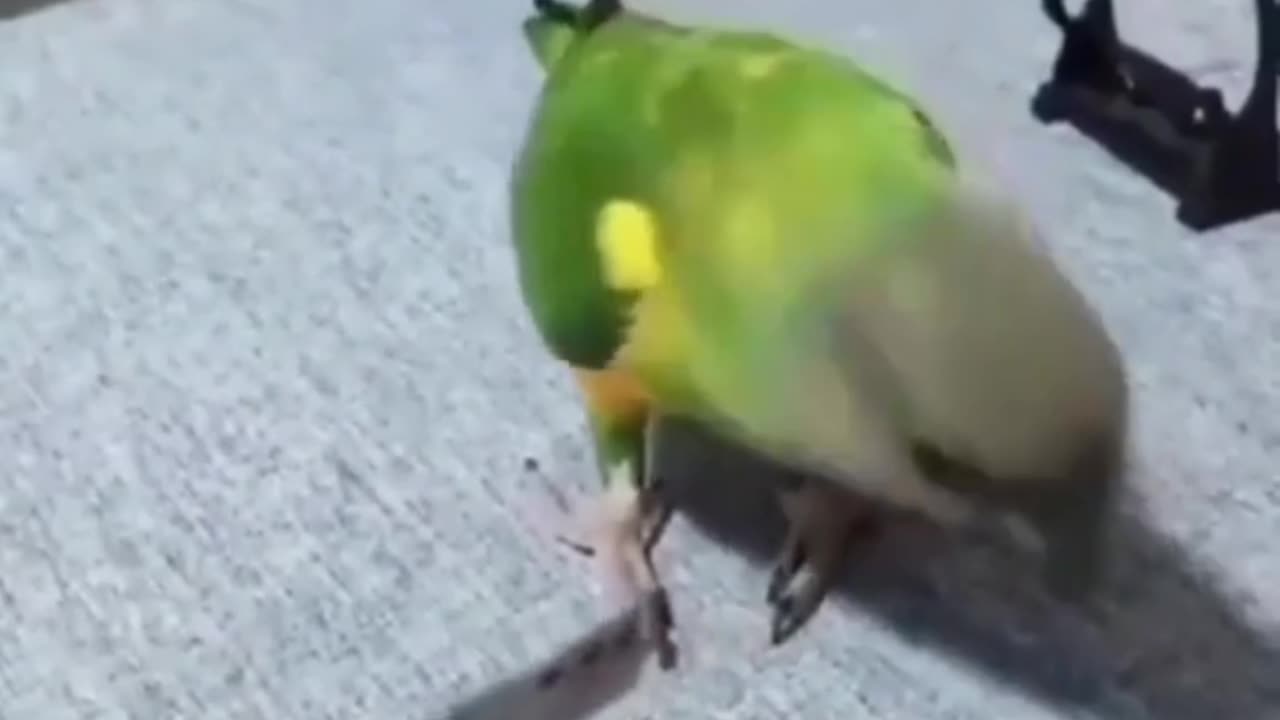 Animal funny VIideo, parrot funny vedio