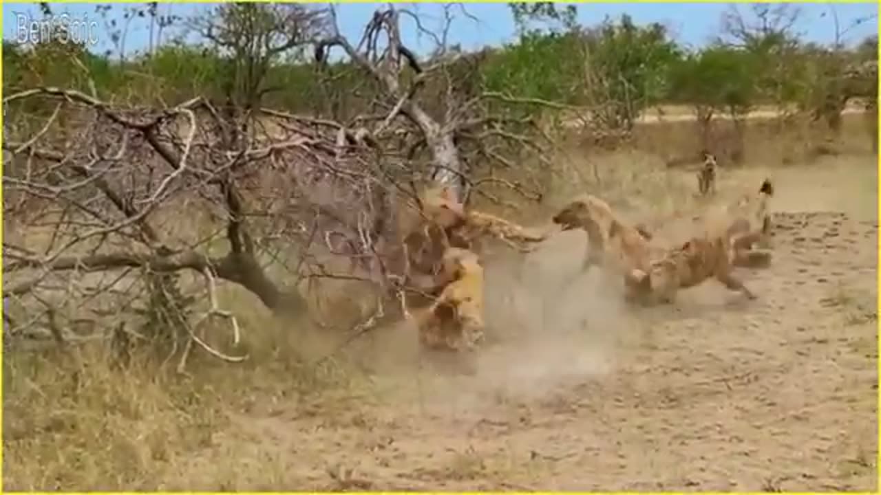 When Hyenas Messed With The Wrong Animals