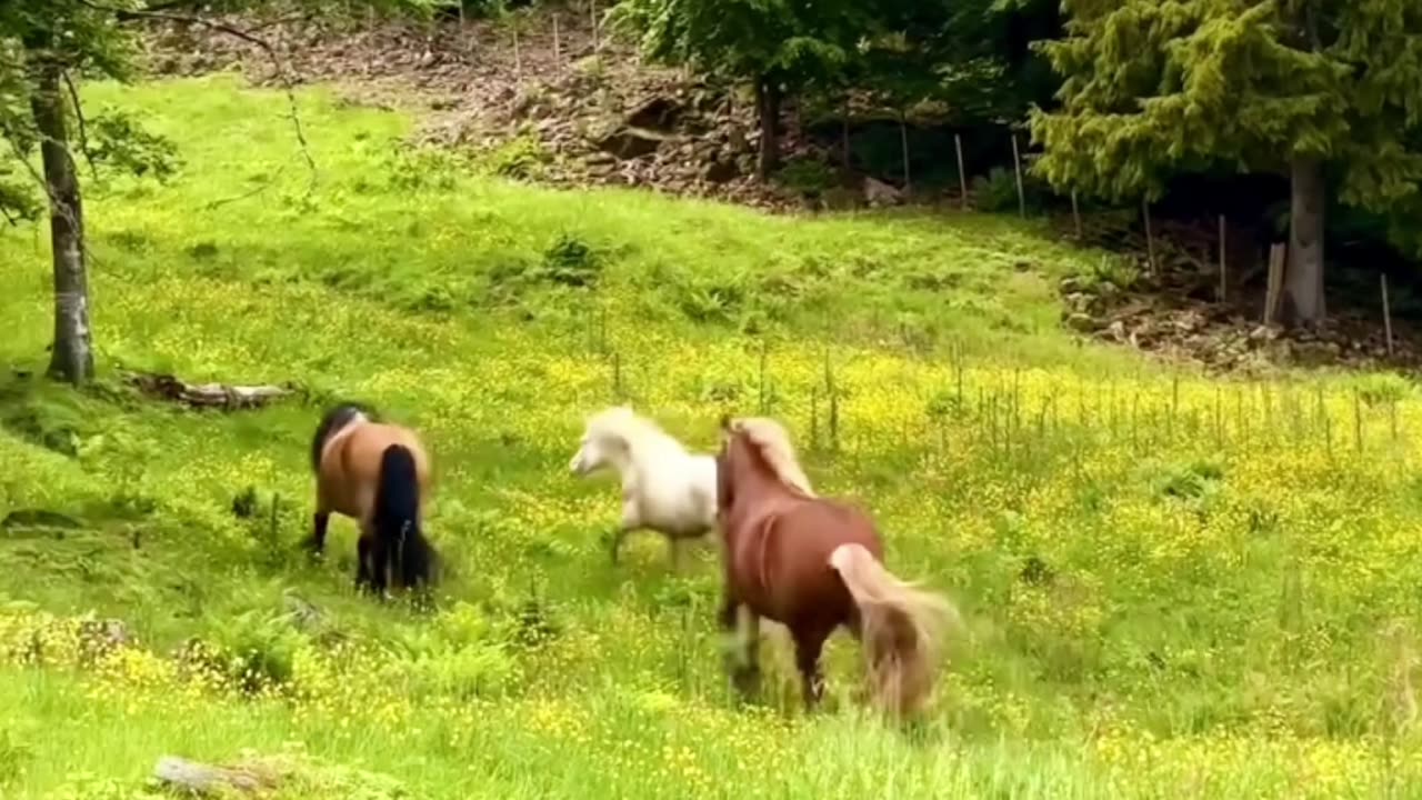 Horses are running to their house