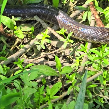 Aesculapian snake in a small forest / a very beautiful reptile in nature.