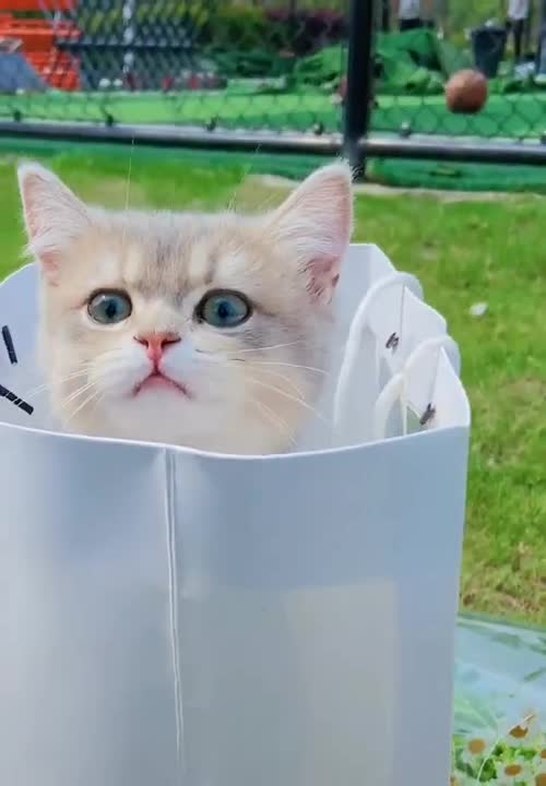 white cat full of joy