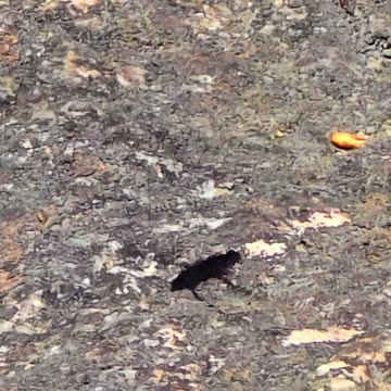 Wasp flies in slow motion / beautiful insect flies.