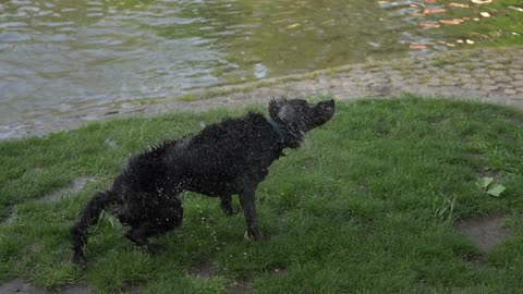 Puppy playing with water outdoors
