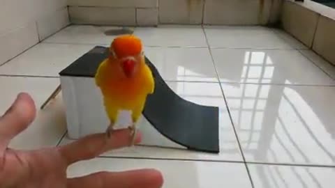 The Smart Bird