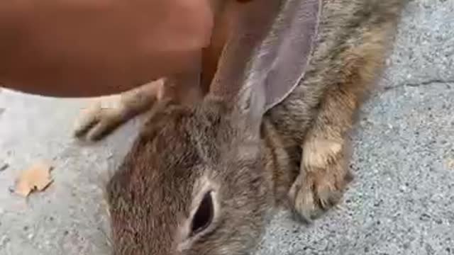 Bunny Stuck In A Skate Bowl Gets Help From A Friendly Dude - The Dodo