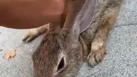 Bunny Stuck In A Skate Bowl Gets Help From A Friendly Dude - The Dodo