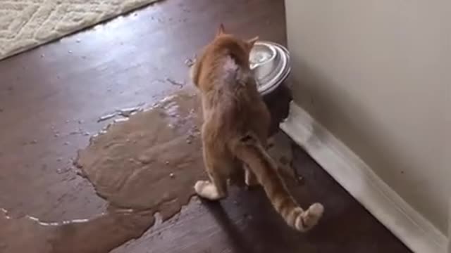 Funniest video Dogs  cats Don’t @ me #cats #dogs