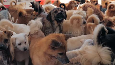 Cute Dog Video Happy