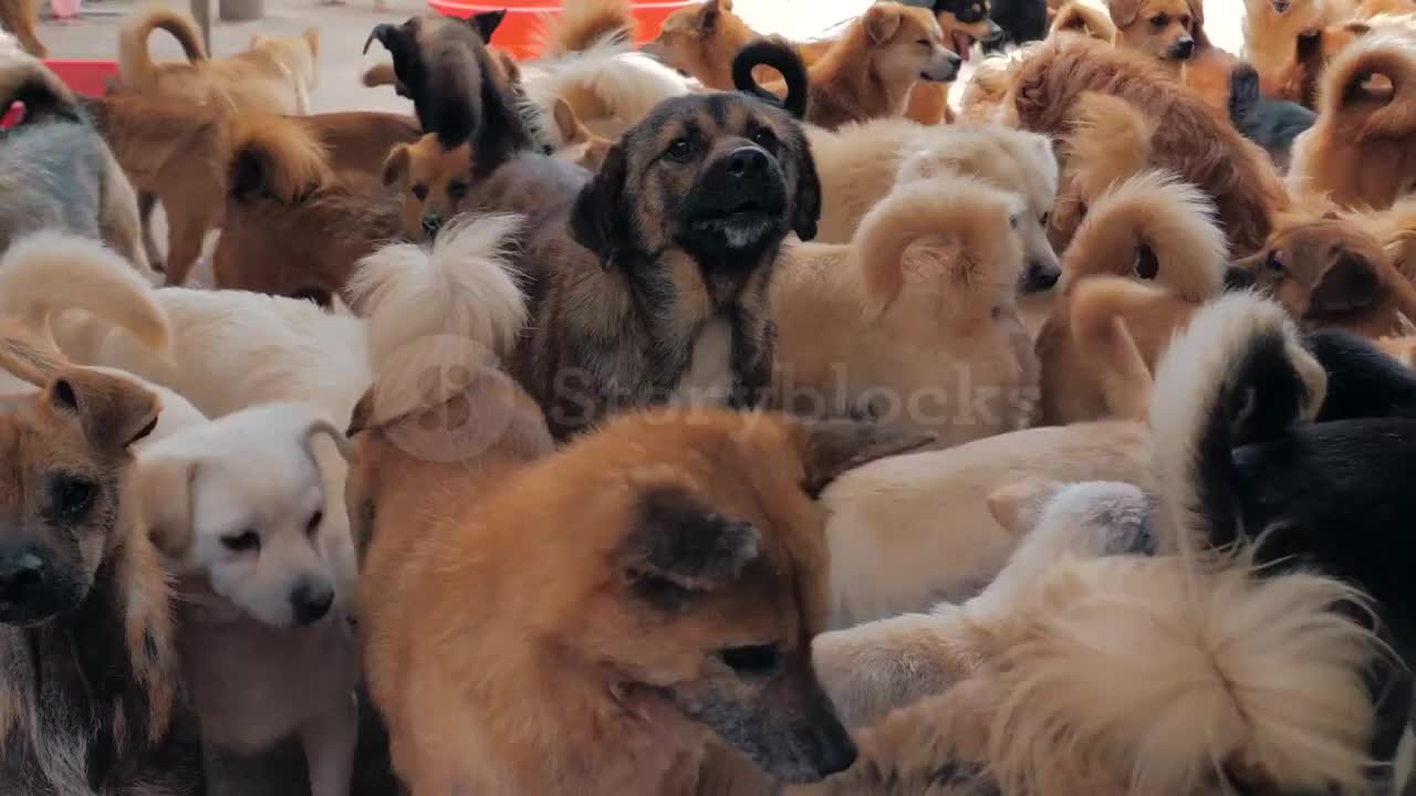 Cute Dog Video Happy