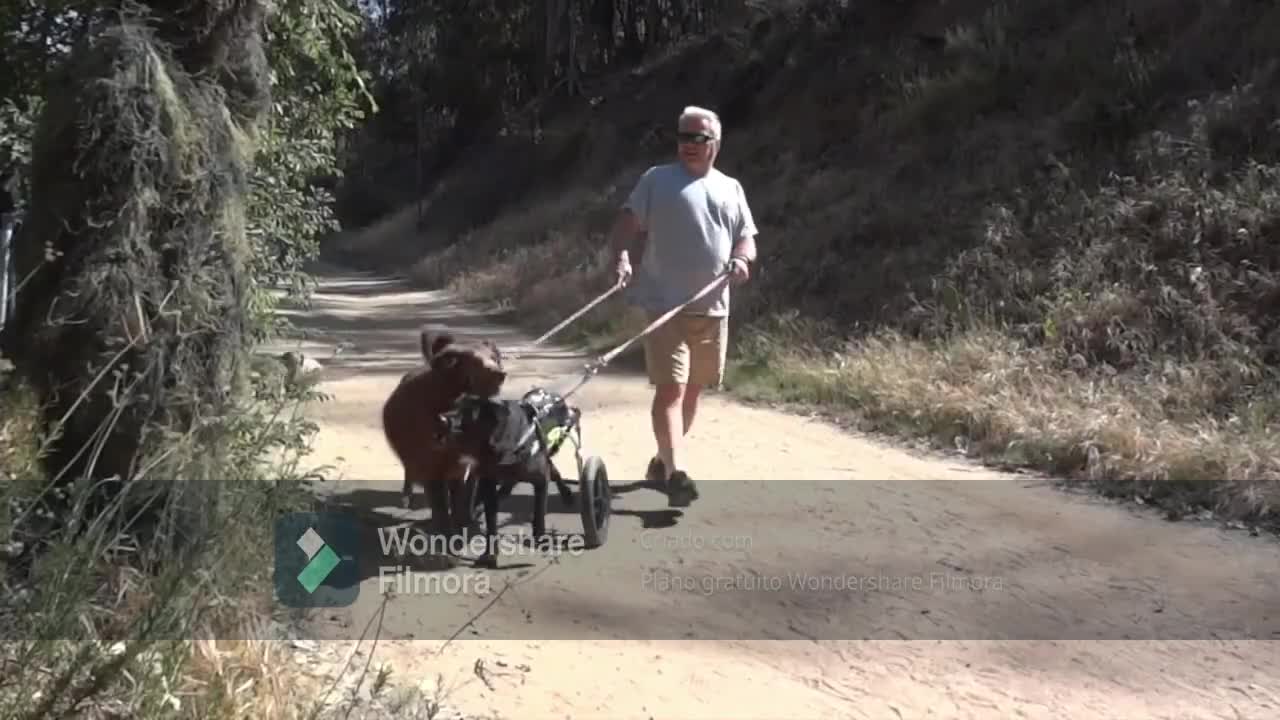 PICKET WITH DOG, DANGEROUS DOG