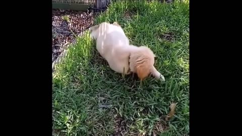 Episode 58 - Unwind with pets