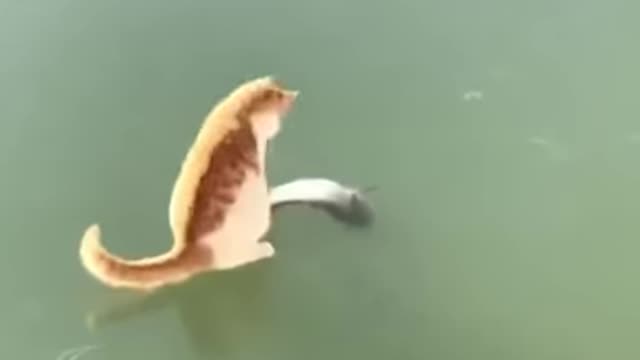 Cat Struggles to Catch a Frozen Fish in a Lake