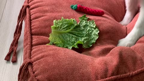 delicious lettuce