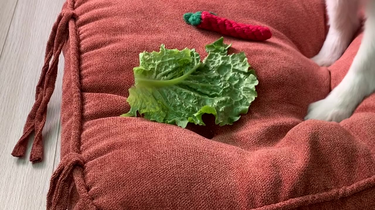 delicious lettuce