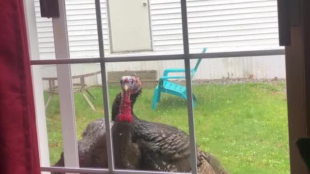 Turkeys Tapping at the Door