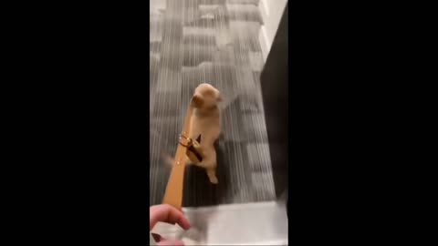 Golden Puppy Walks Human