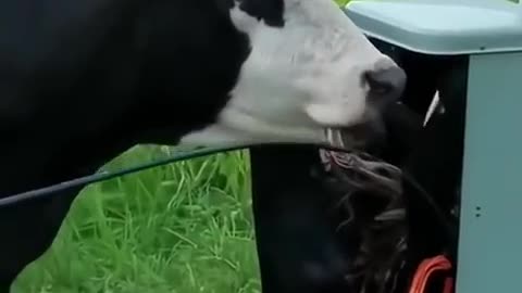 Why Would A Cow Eating A Copper Wire And Plastic?