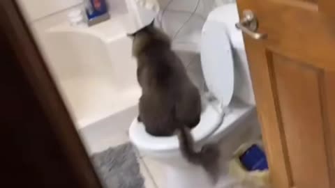 My cat has toilet manners!