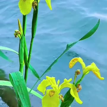 Nice flowers with good music