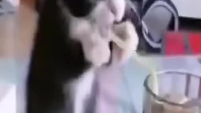 Affectionate and fun cute cats watch you will like it