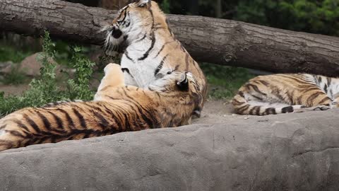 Tigers Cuddling While Lying on a Rock