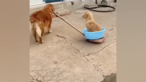 funny Animal videos 2024