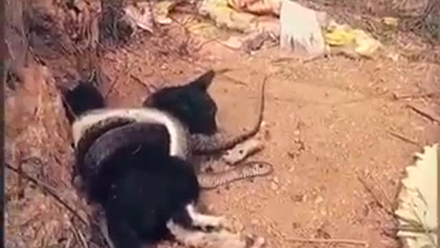 Mother Cat protects her cubs from cobra