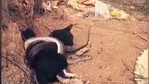 Mother Cat protects her cubs from cobra