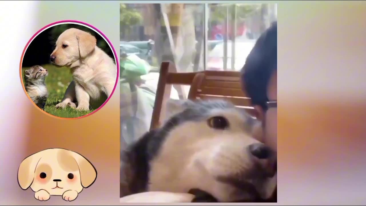Cute Dogs Videos