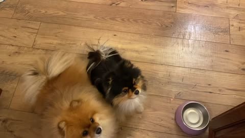 Thanksgiving Pomeranians