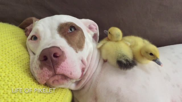 Cachorro rescatado duerme la siesta con patitos adoptivos