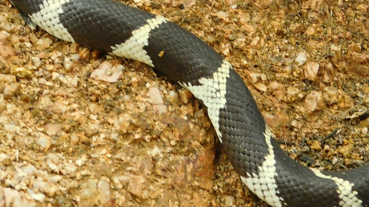 Common Arizona Kingsnake (Lampropeltis getula)