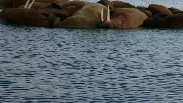 Seals Take an Afternoon Nap